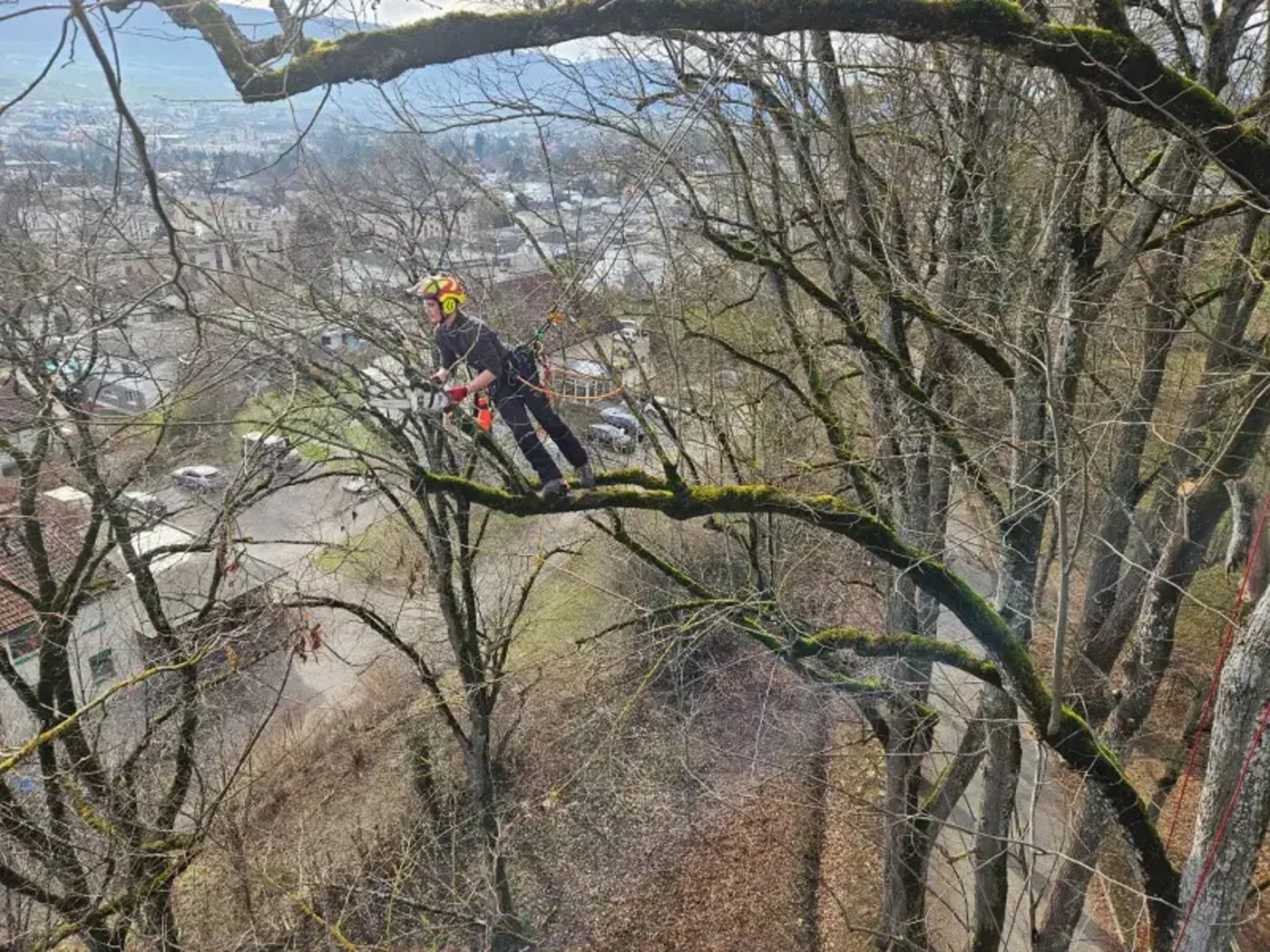 Arboriste-grimpeur dans la couronne d'un grand arbre