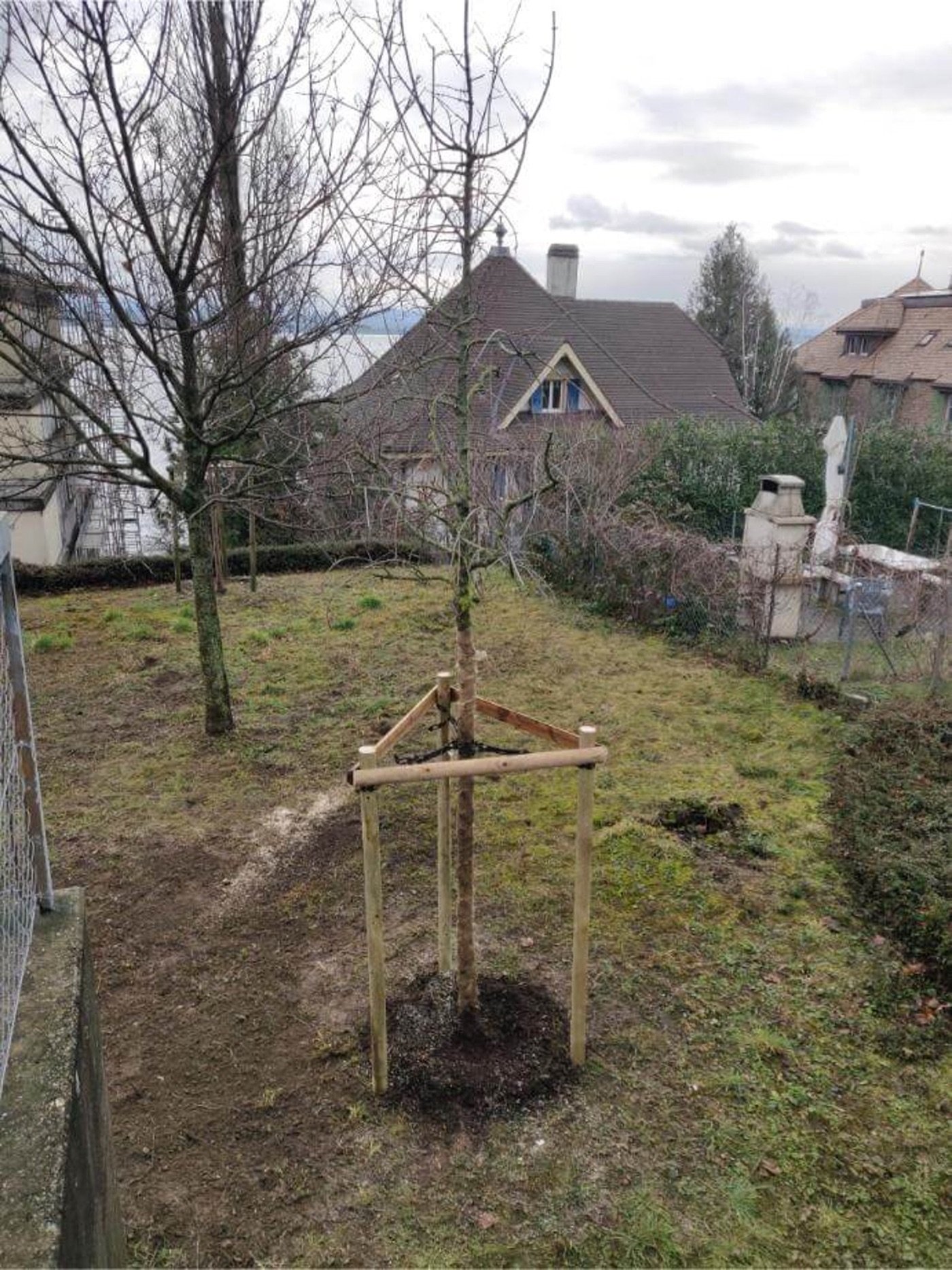 Jeune arbre planté avec tuteurage tripode